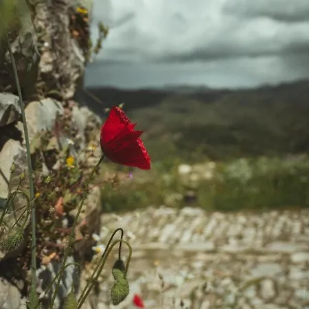 Lord Byron Casa de hóspedes Tepelene