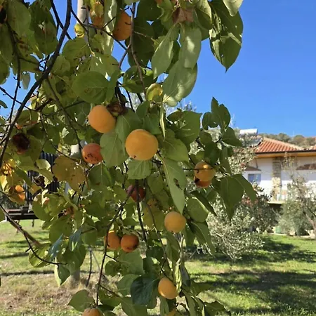 Lord Byron Tepelenë